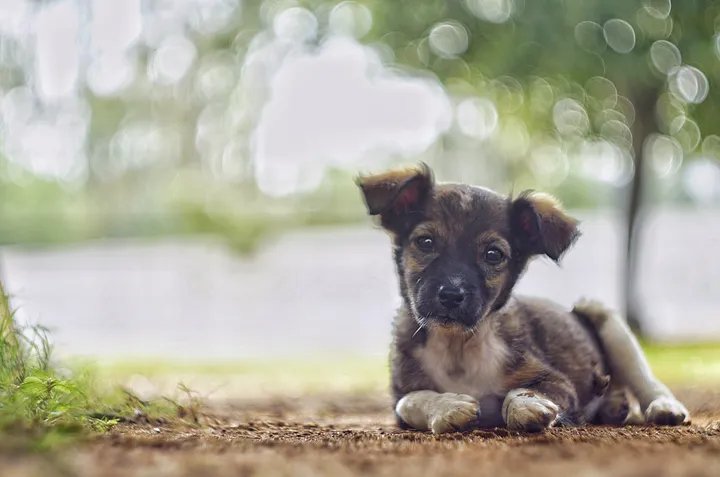 A portrait shot on the Helios 44, showing its distinctive swirly bokeh