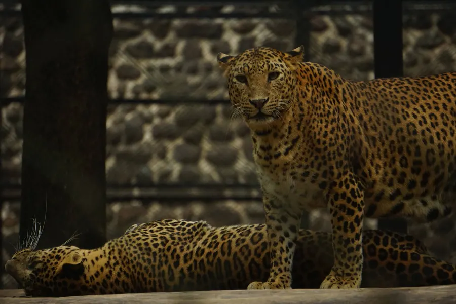 Banneraghatta Zoo — frame 5