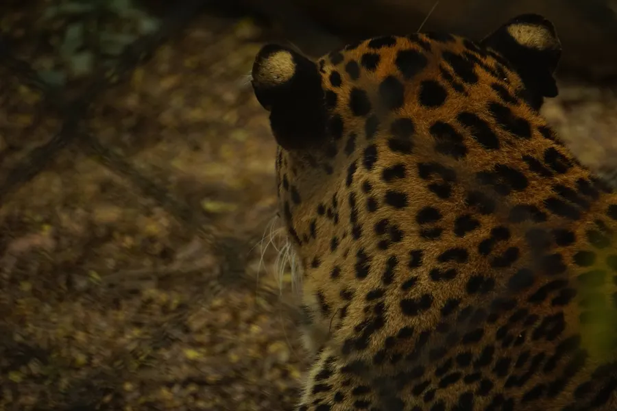 Banneraghatta Zoo — frame 6