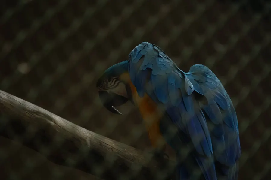 Banneraghatta Zoo — frame 7