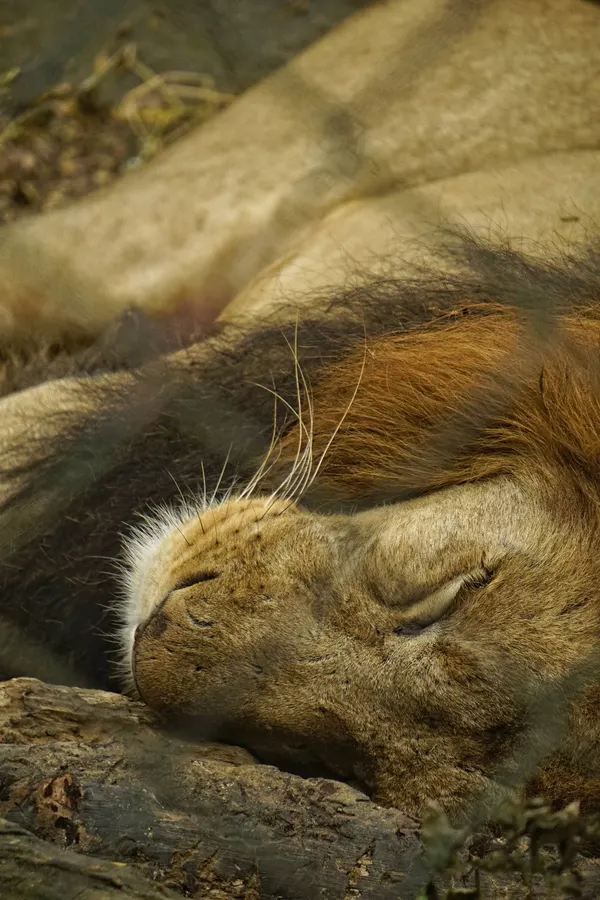 Banneraghatta Zoo — frame 8