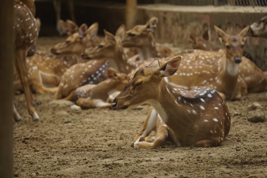 Banneraghatta Zoo — frame 9